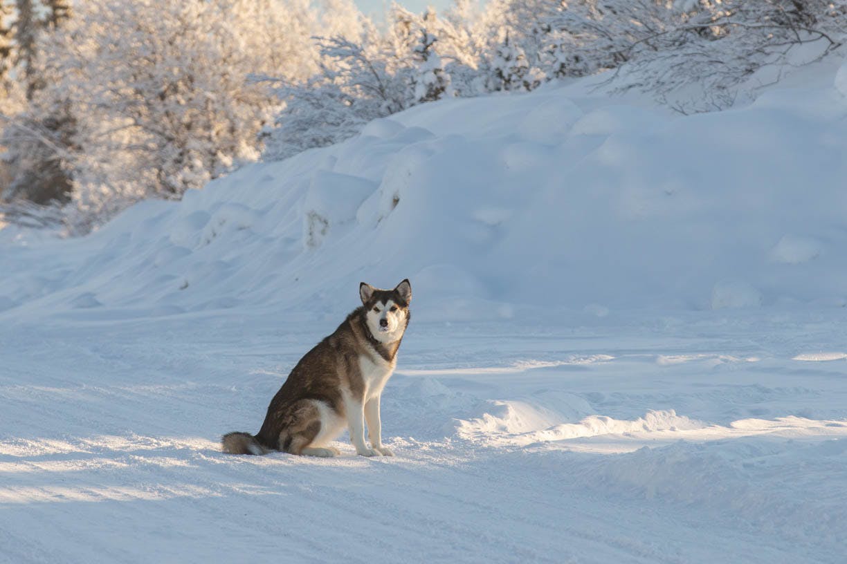 wolf in road on alcan 5000 winter rally route