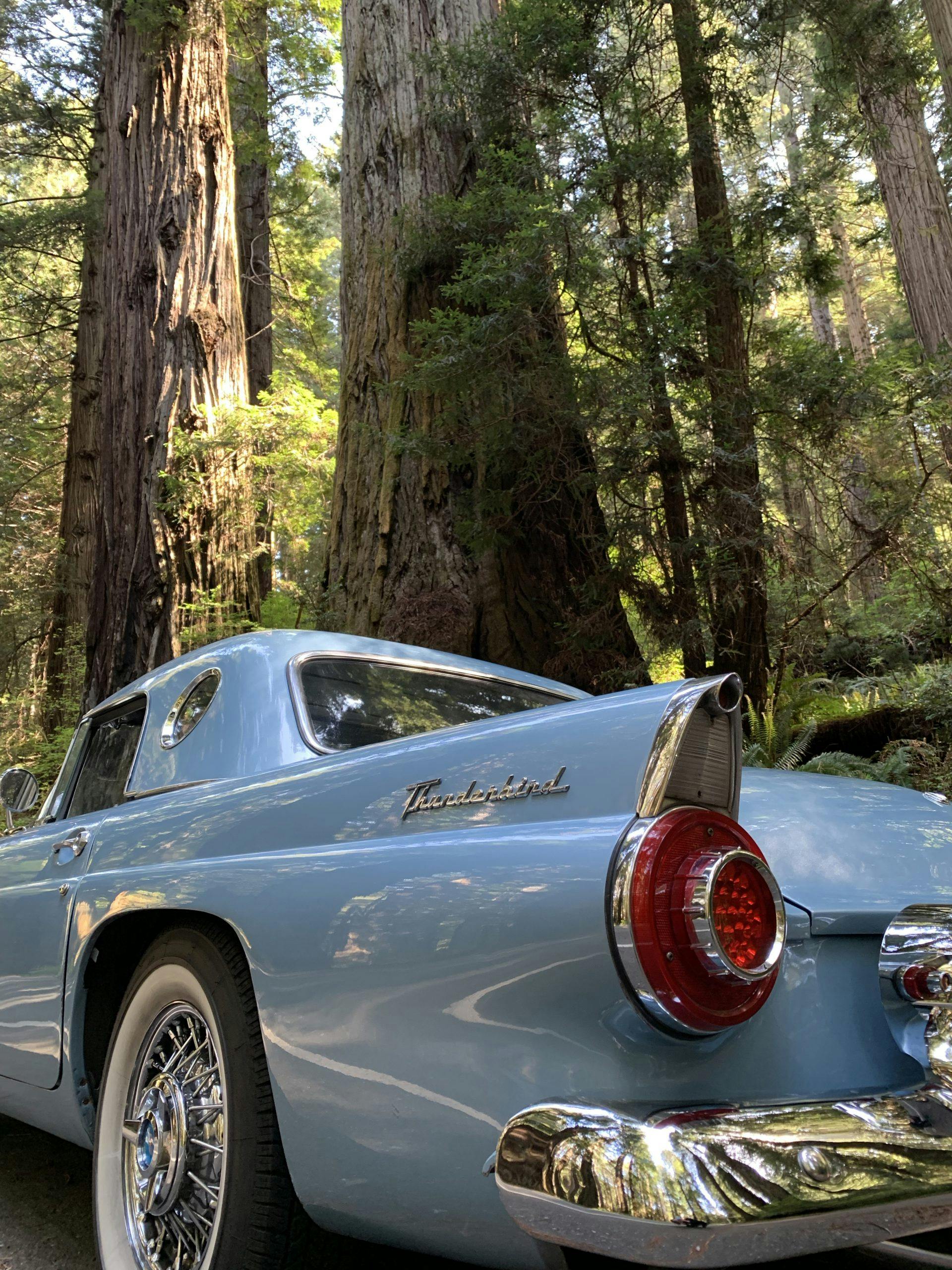 1956 Ford Thunderbird Rear Side By Redwood Trees