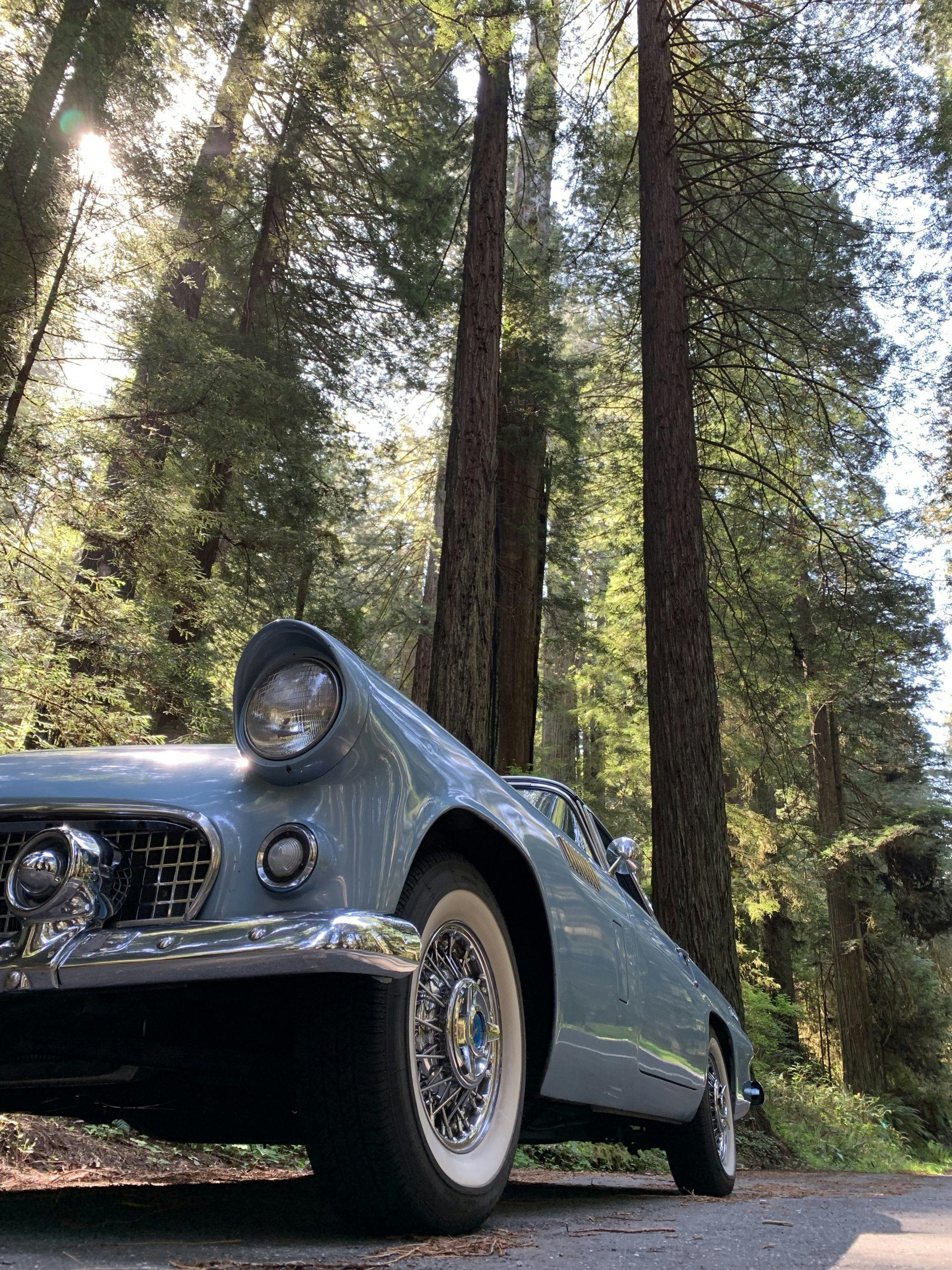 1956 Ford Thunderbird Front Side By Redwood Trees