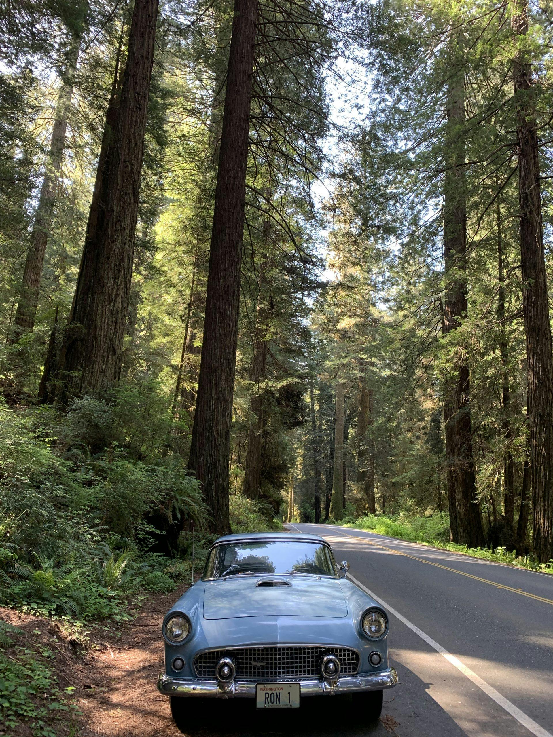 1956 Ford Thunderbird In Redwood Forest