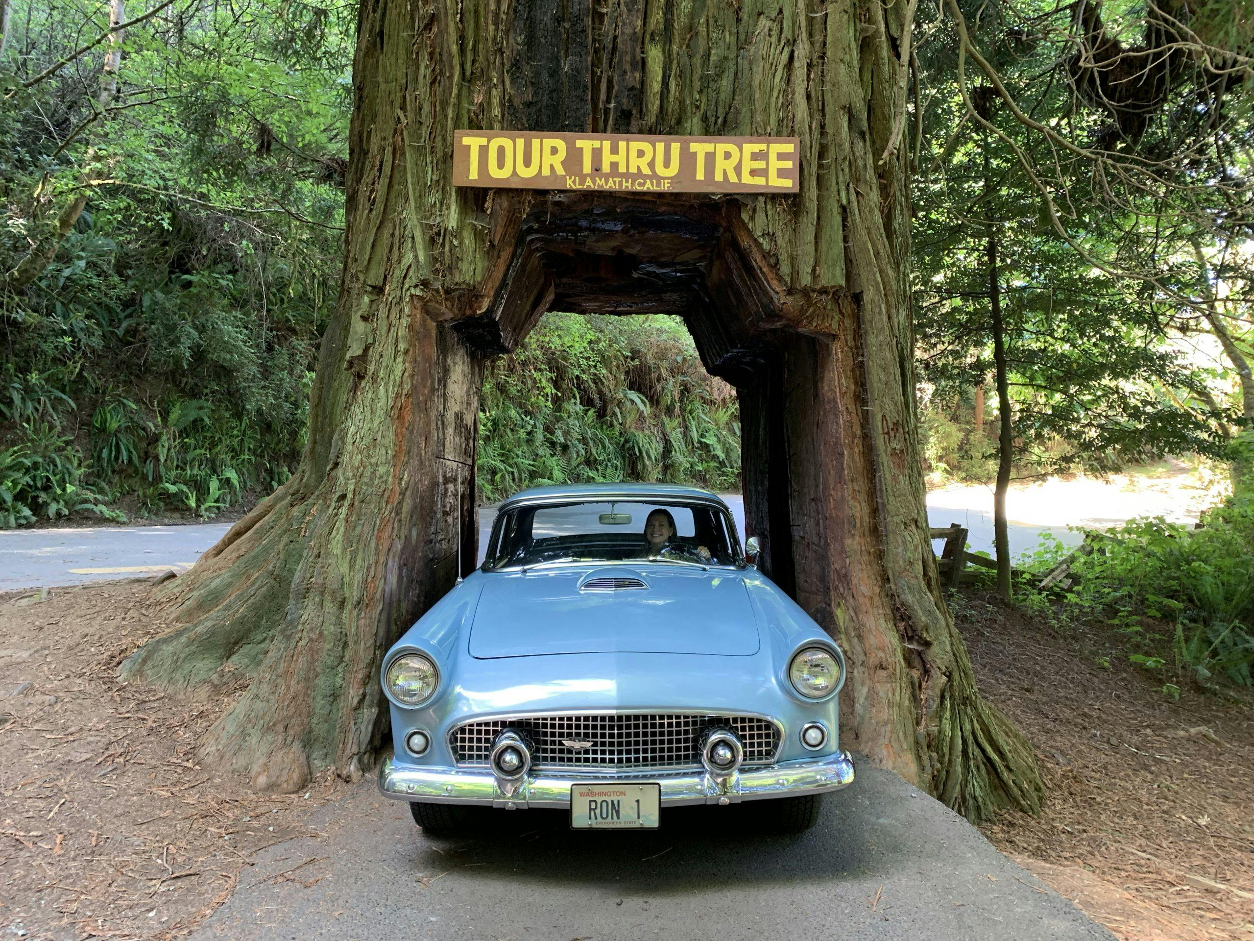 1956 Ford Thunderbird Redwood Tour Thru Tree Front