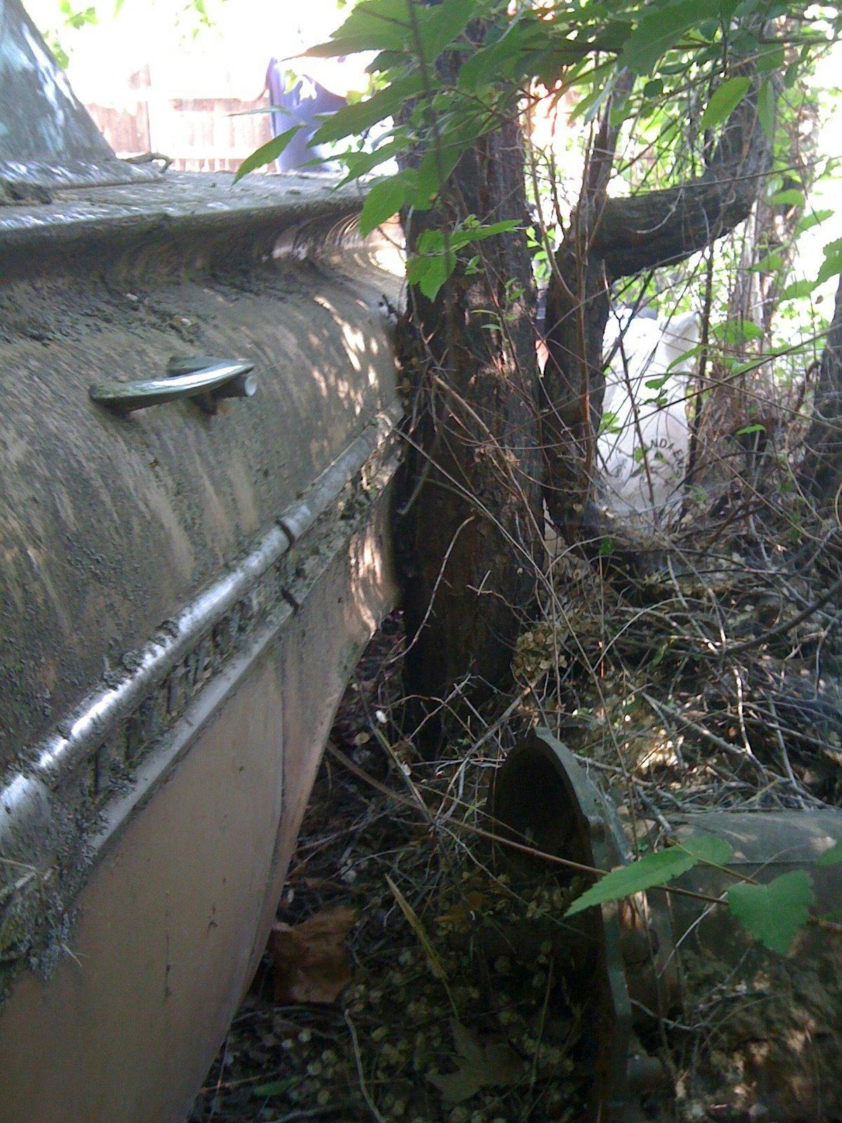 1959 Chevrolet Impala side and tree unrestored