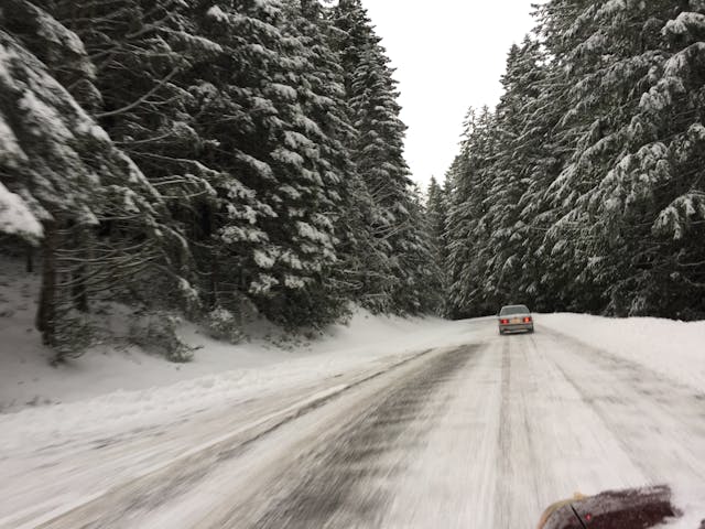 snowy road trees