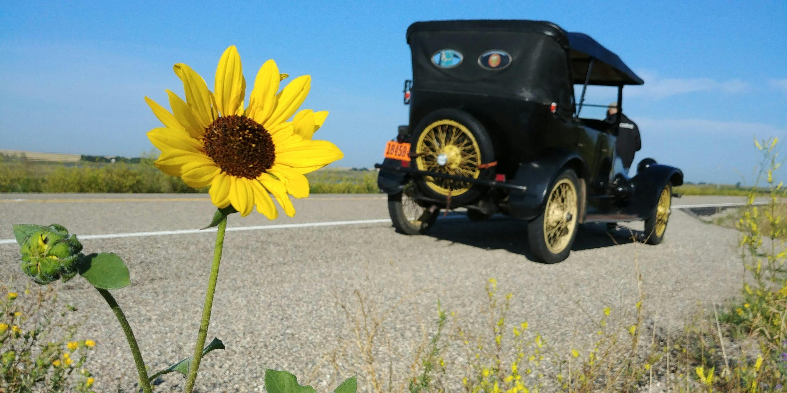 1919 Franklin sunflower stop