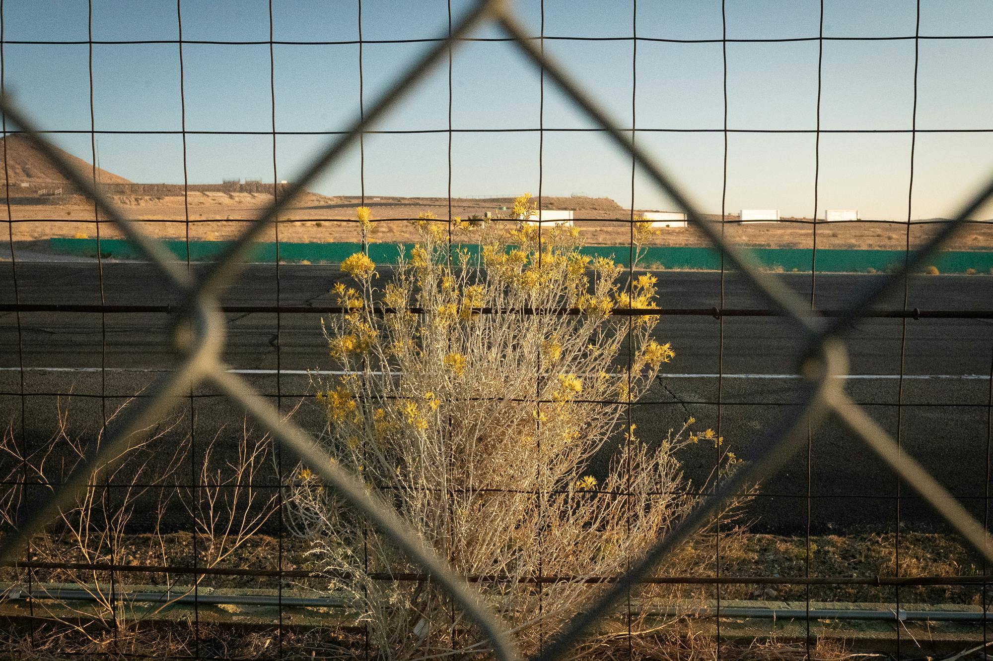 Willow Springs Raceway yellow flowers through fencelink
