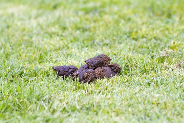 Big pile of fresh dog poop in green grass