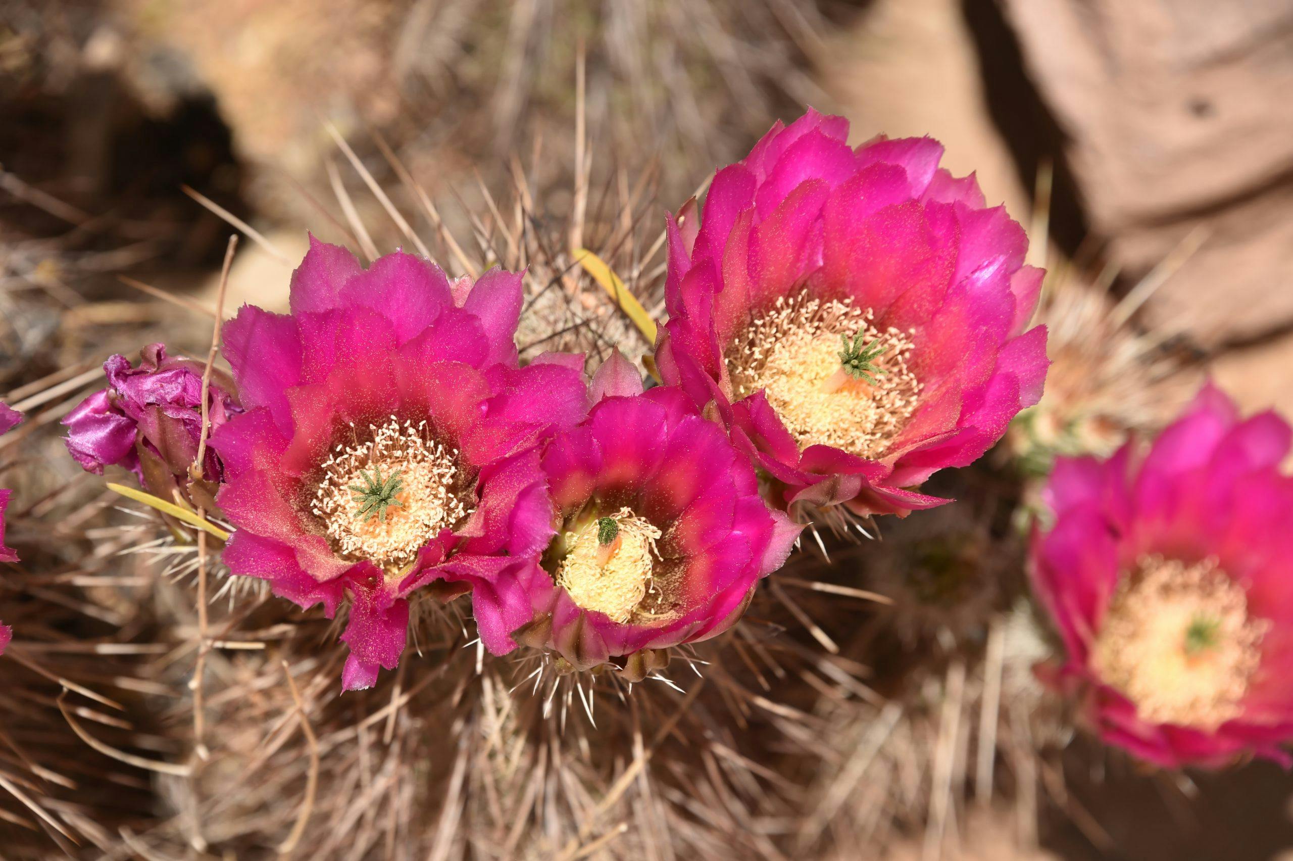 Copperstate 500 cactus flower closeup