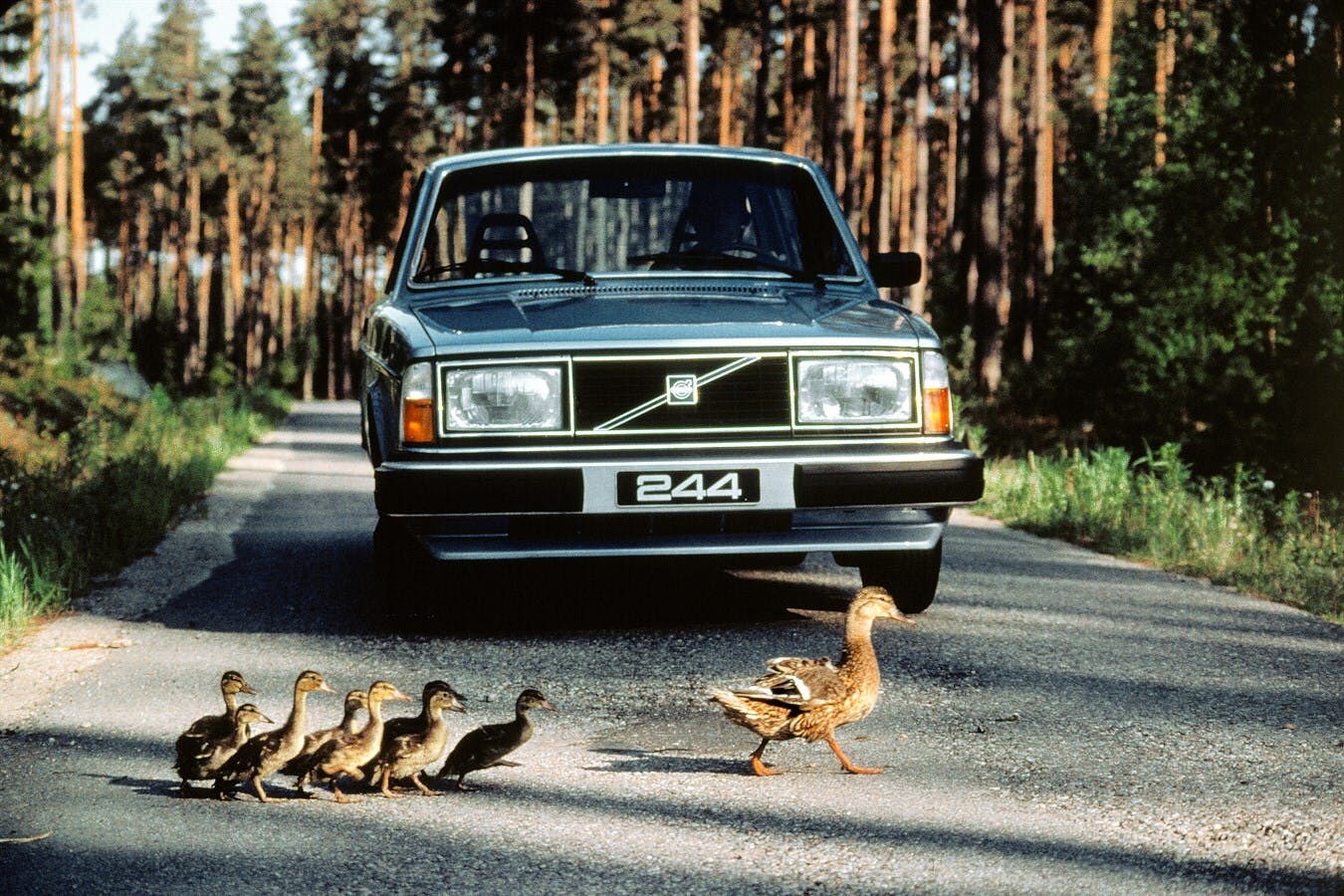 Volvo 244 duckling crossing