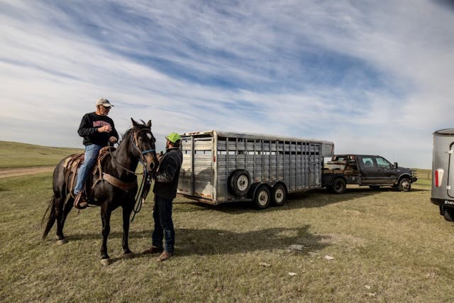 Tom Cotter - Road Trip - Cattle 3