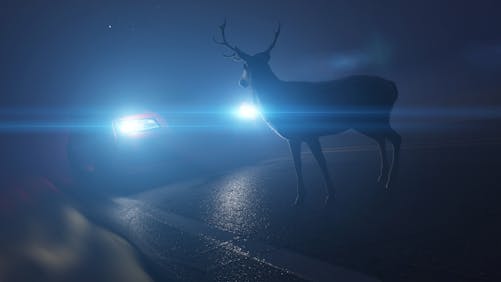 Illustration of a deer in front of a car