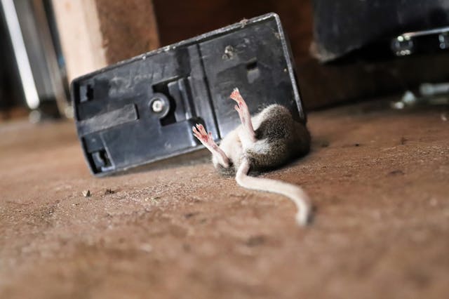 Close-up of mouse in floor trap