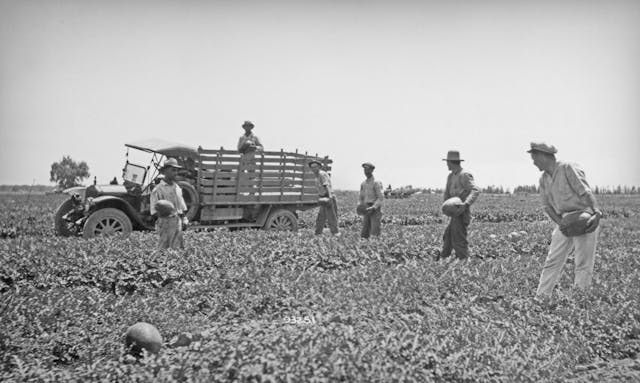 Californian Melon Harvest