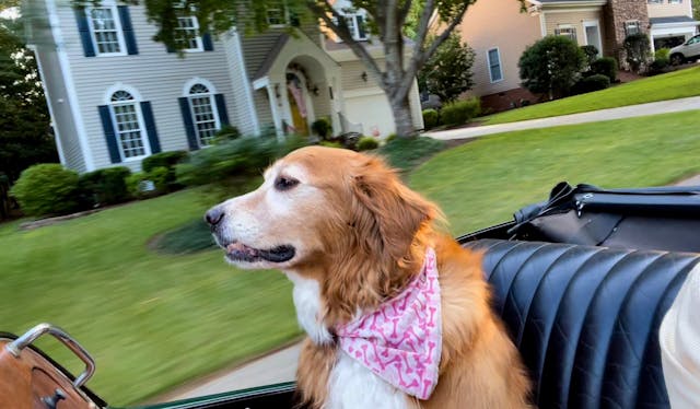 MG TD dog sitting in passenger seat garrett driving