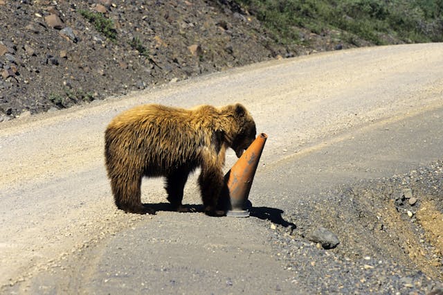 Grizzly Bear mauls traffic cone alaska denali national park