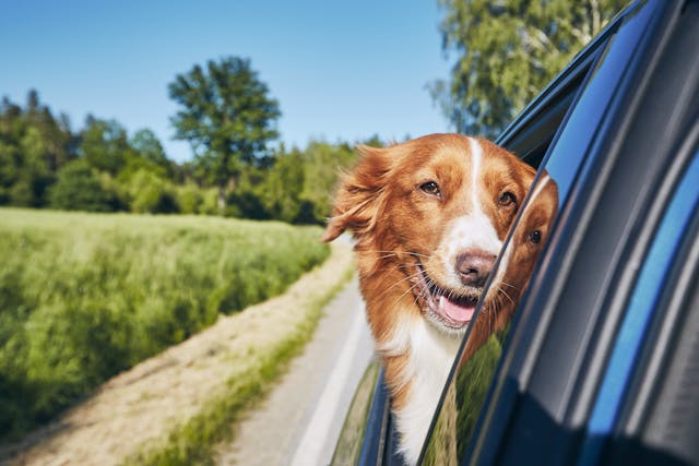 Dog Travel By Car During Sunny Summer Day