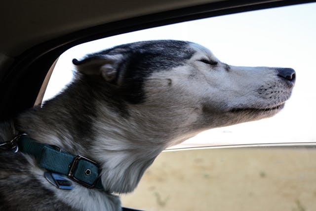 Close-Up Of Dog In Car window open wind face