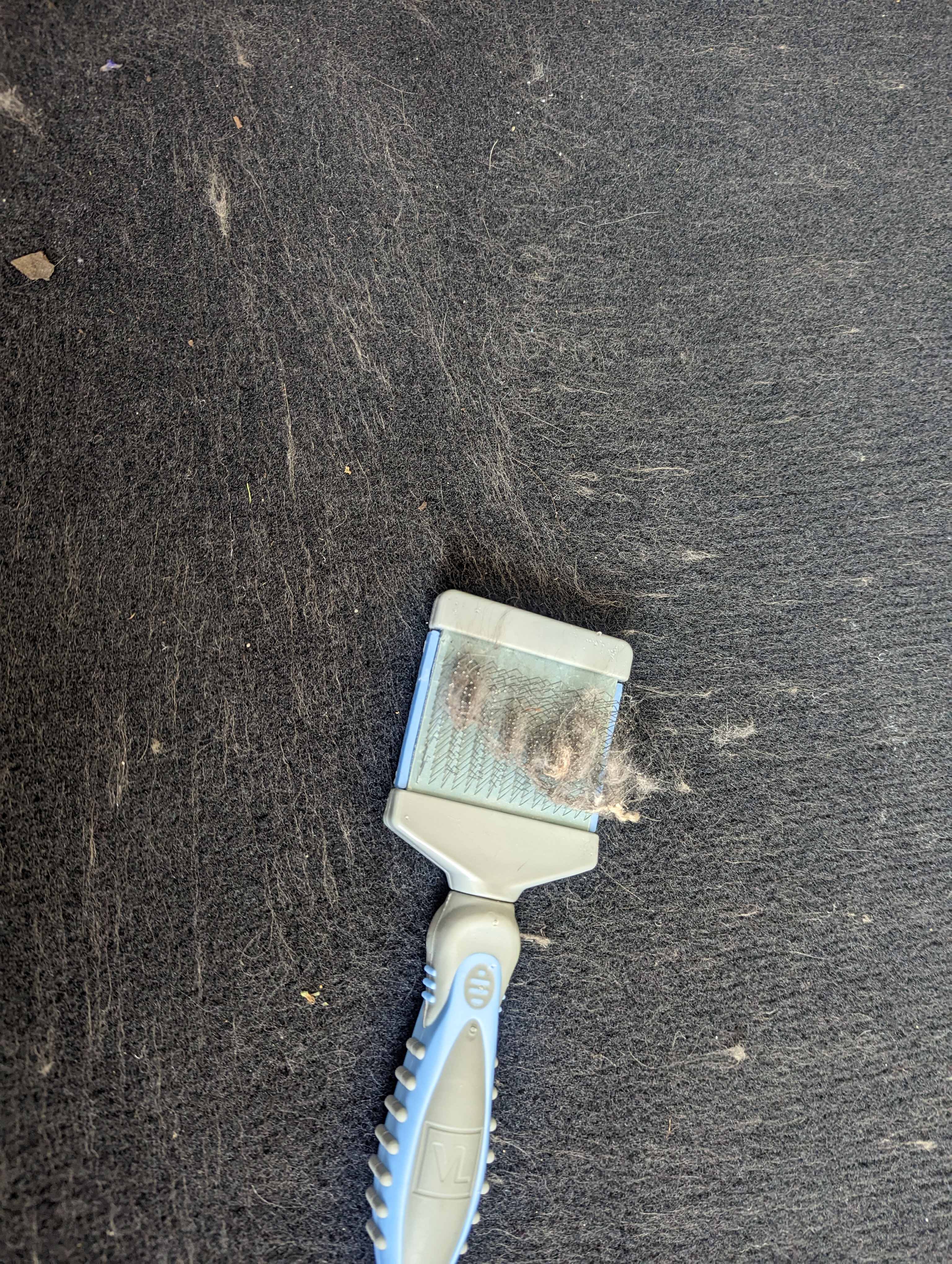 Sweating the Details How to remove pet hair from your car Hagerty Media