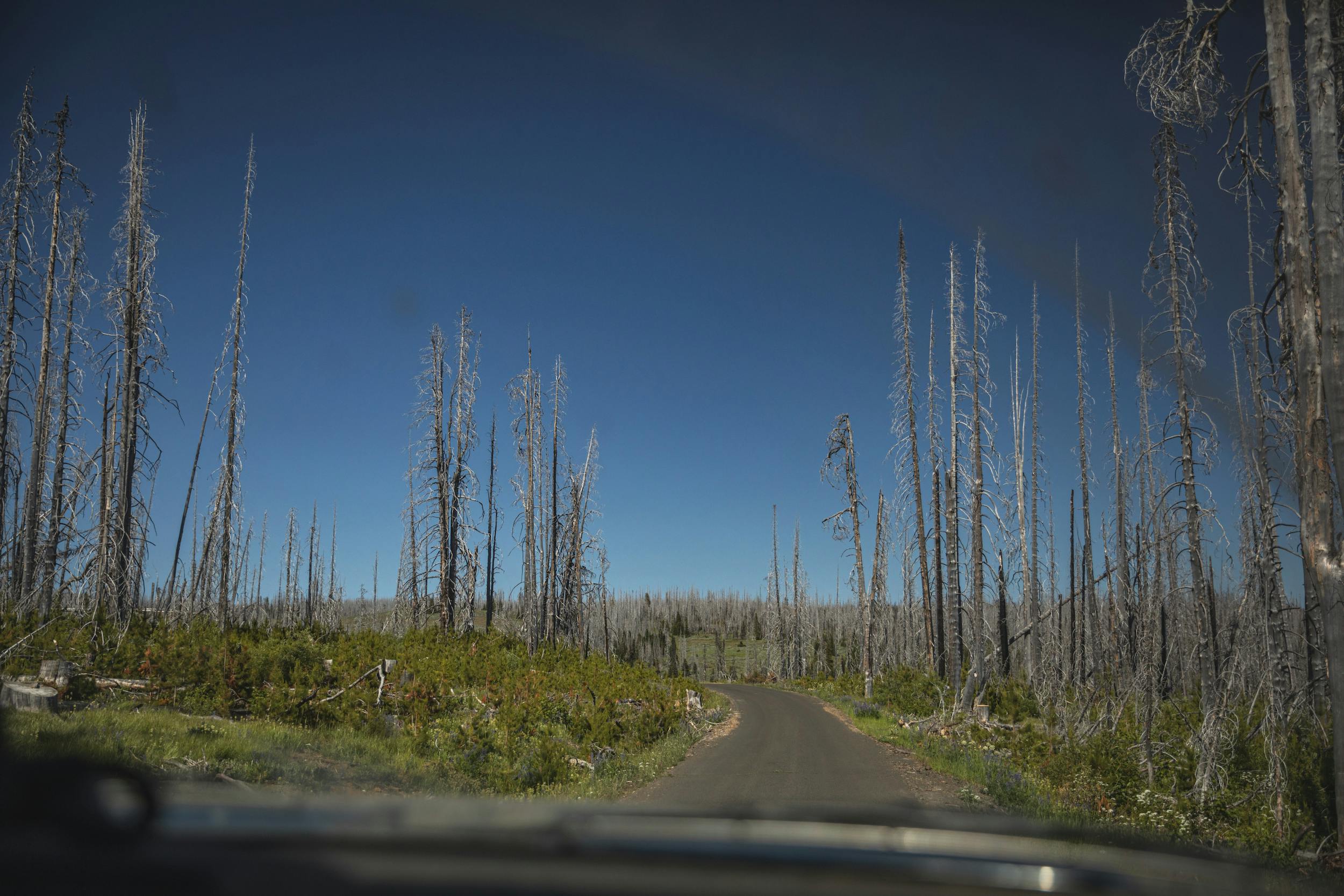 WABDR Nissan Xterra off-road adventure dead trees