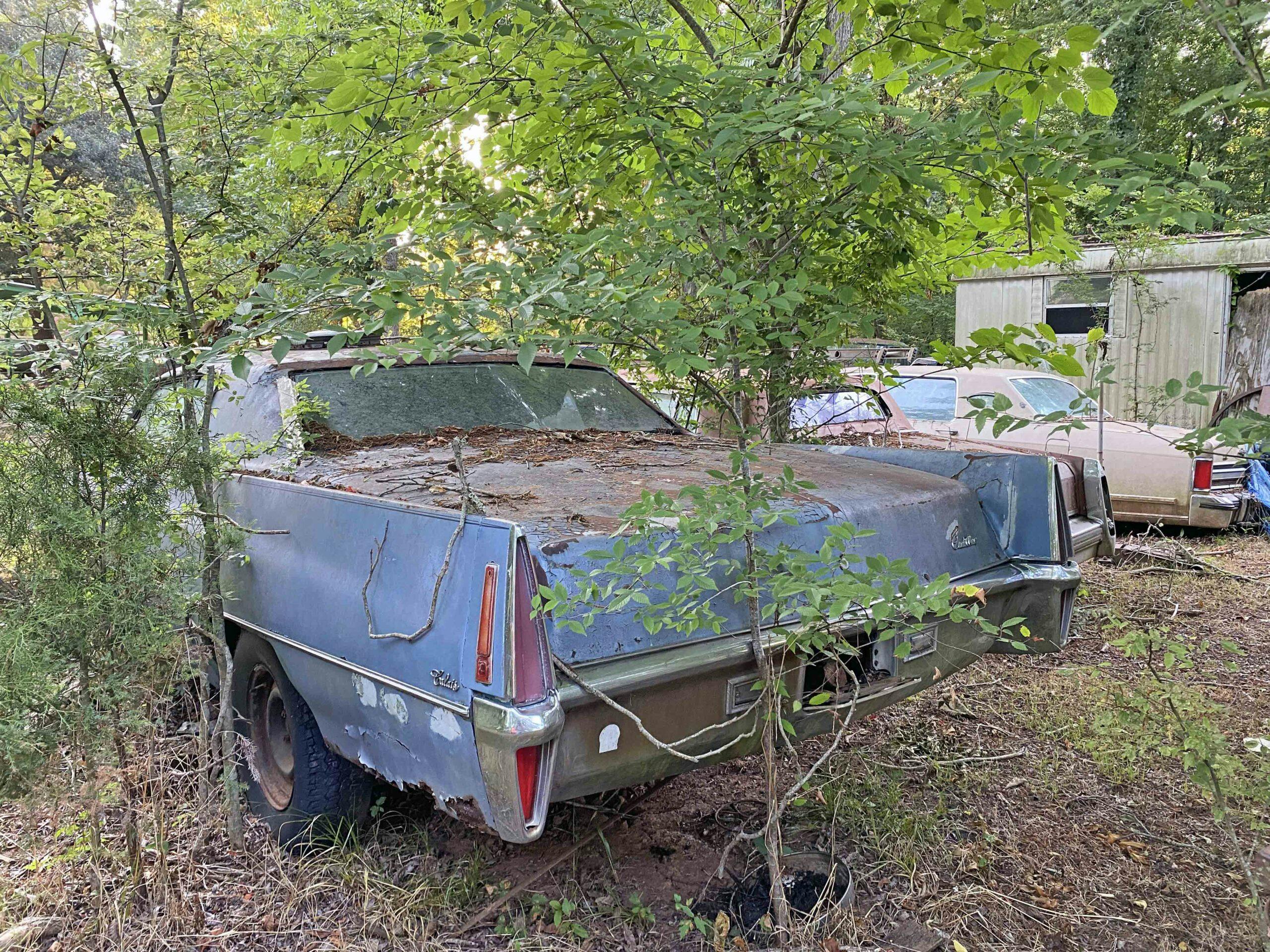 Carter Rhodes Cadillac Collection overgrown
