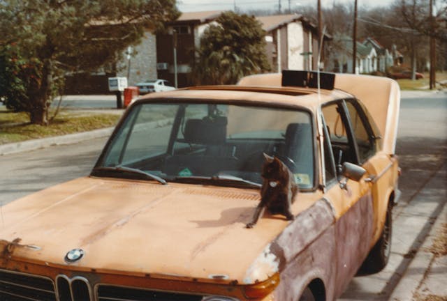 vintage bmw 2002 cat on hood
