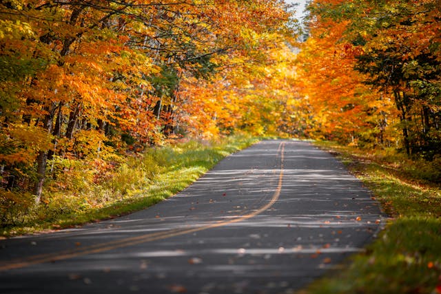 michigan tunnel of trees road
