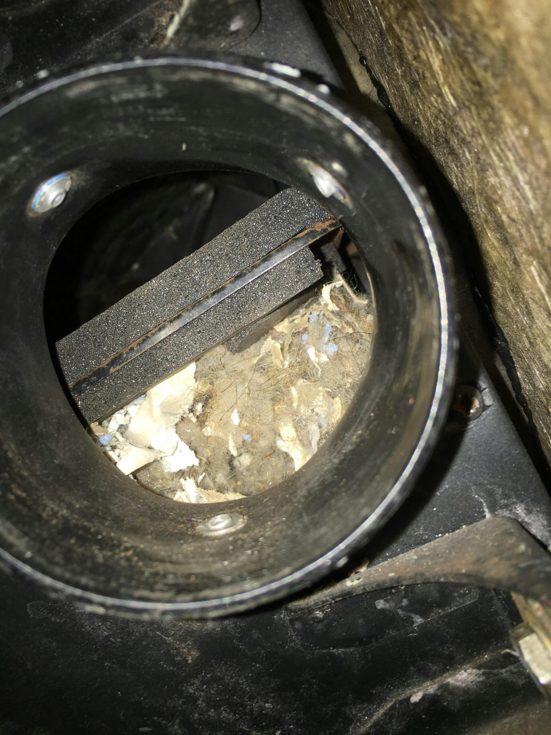 mouse nest inside lotus car