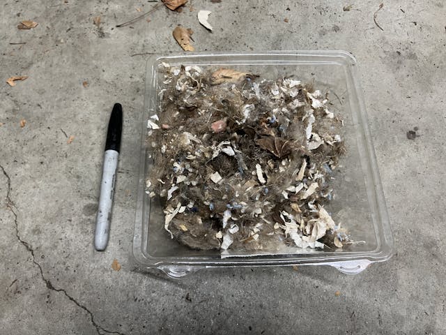 Mouse nest scraps