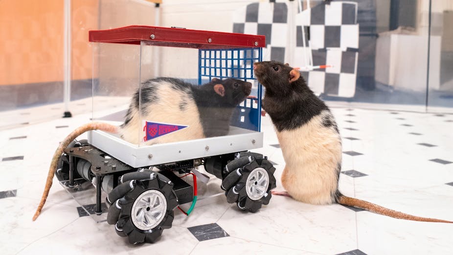 Rats driving