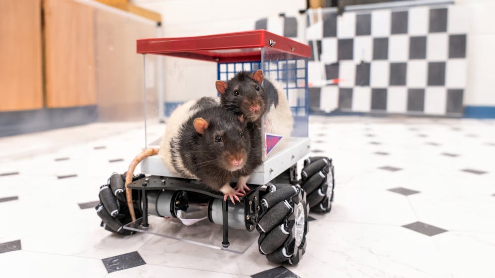 Rats driving