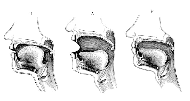 Antique medical scientific illustration of mouth