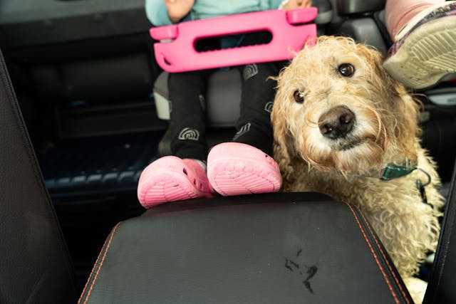 2025 Honda Ridgeline TrailSport lifestyle dog