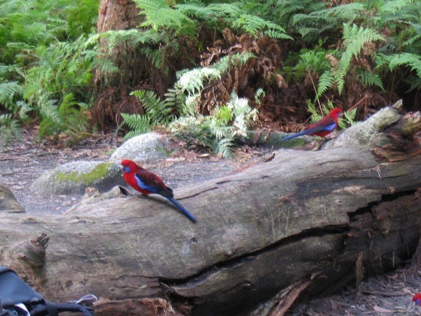 australian colorful birds