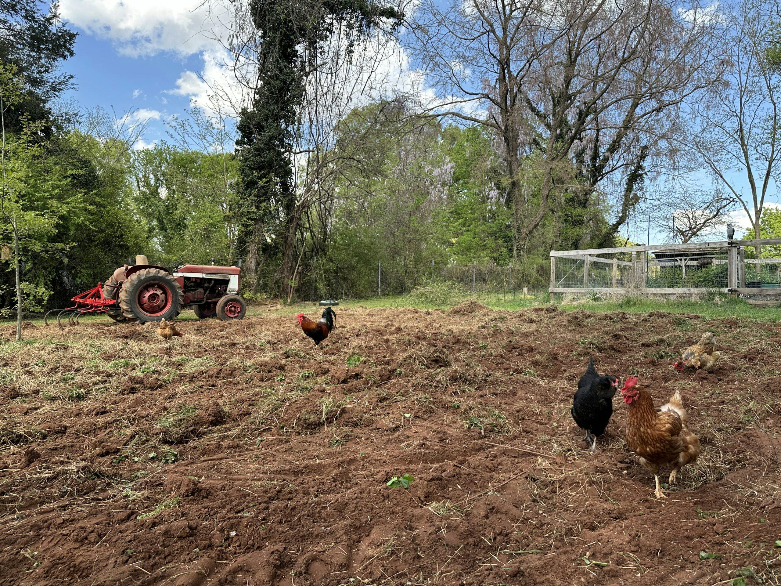 farm tractor chickens in field