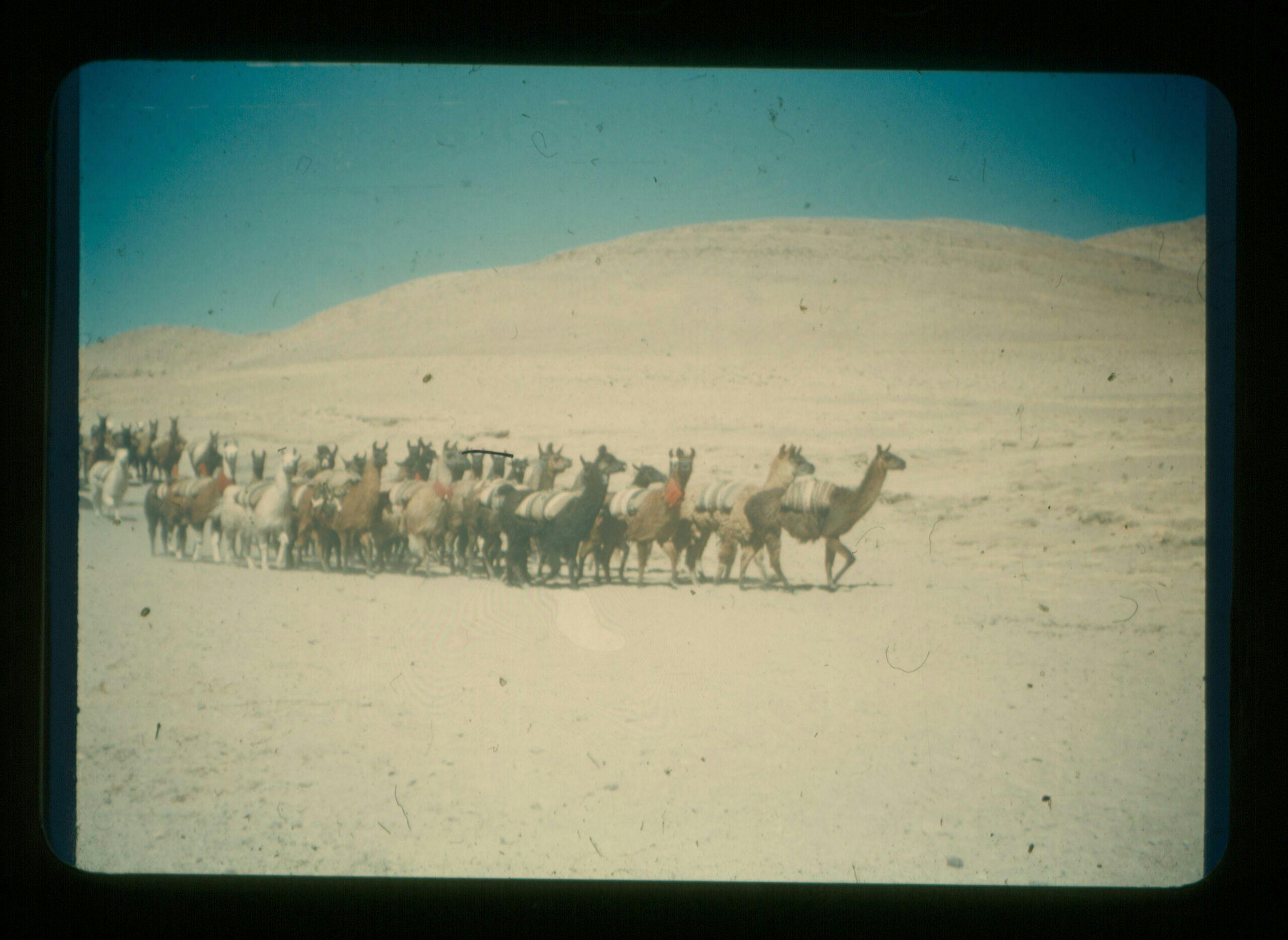 MG Rio Road Trip alpacas