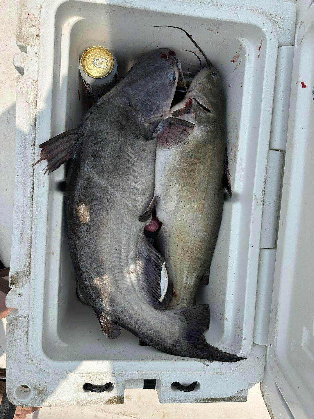 catfish cooler