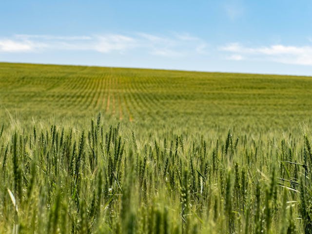 Lind Combine Derby wheat field